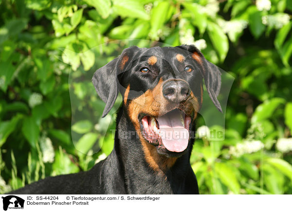 Dobermann Portrait / Doberman Pinscher Portrait / SS-44204