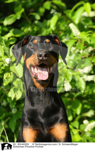 Dobermann Portrait / Doberman Pinscher Portrait / SS-44209