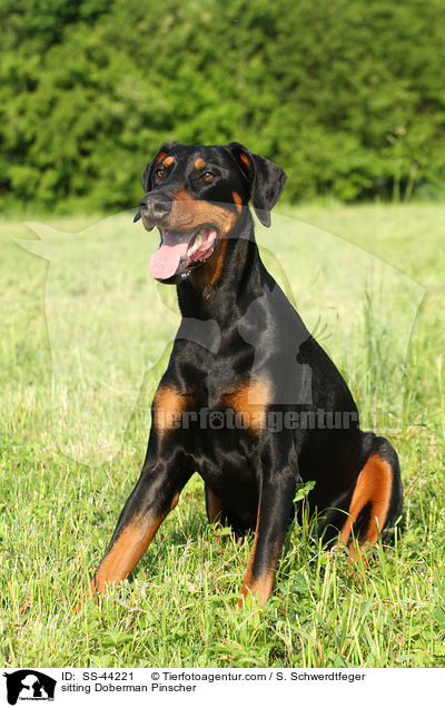 sitzender Dobermann / sitting Doberman Pinscher / SS-44221