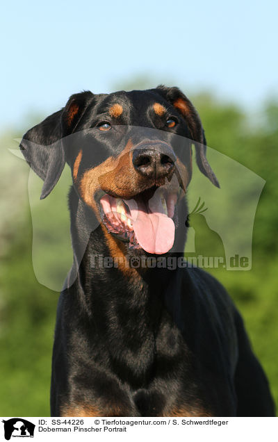 Dobermann Portrait / Doberman Pinscher Portrait / SS-44226