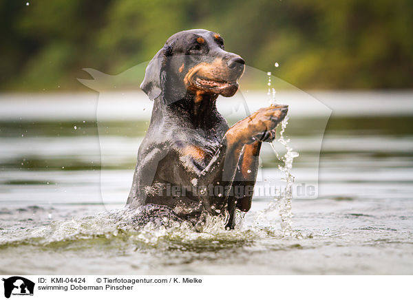 swimming Doberman Pinscher / KMI-04424