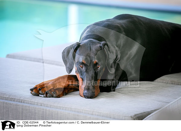 liegender Dobermann / lying Doberman Pinscher / CDE-02544