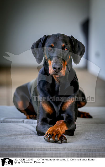 liegender Dobermann / lying Doberman Pinscher / CDE-02547