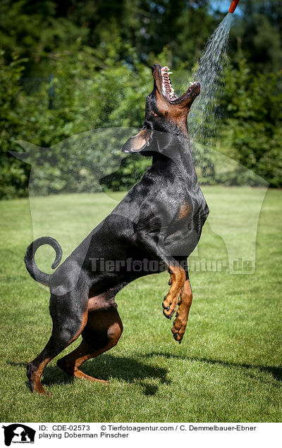 spielender Dobermann / playing Doberman Pinscher / CDE-02573
