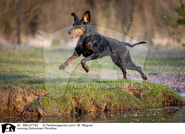 rennender Dobermann / running Doberman Pinscher / MW-07792