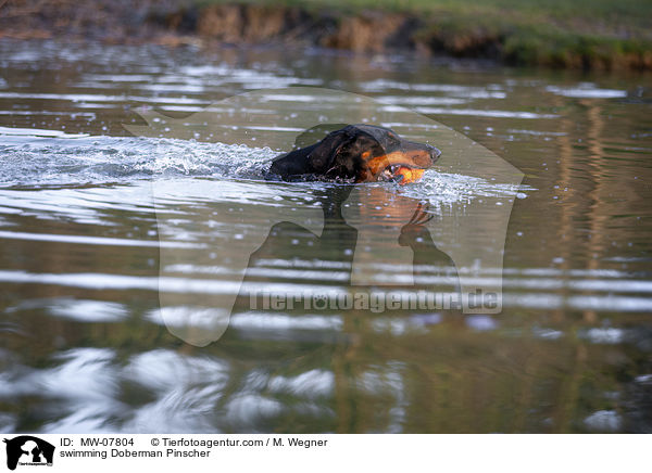 schwimmender Dobermann / swimming Doberman Pinscher / MW-07804