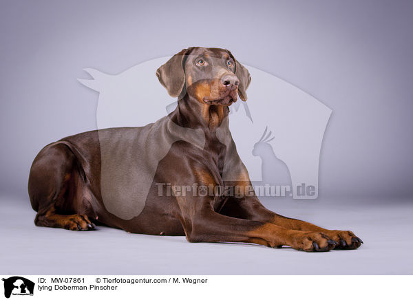 liegender Dobermann / lying Doberman Pinscher / MW-07861