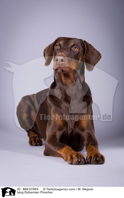 liegender Dobermann / lying Doberman Pinscher / MW-07864