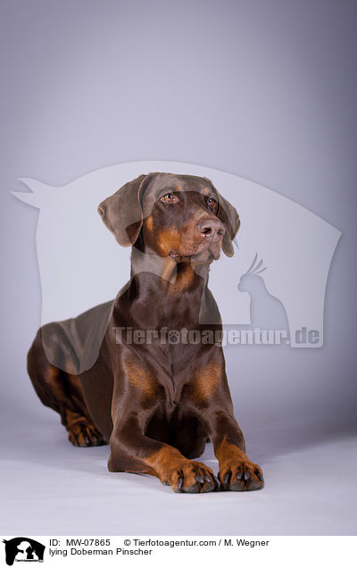 liegender Dobermann / lying Doberman Pinscher / MW-07865