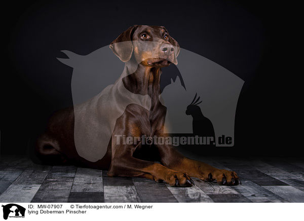liegender Dobermann / lying Doberman Pinscher / MW-07907