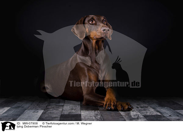 liegender Dobermann / lying Doberman Pinscher / MW-07908