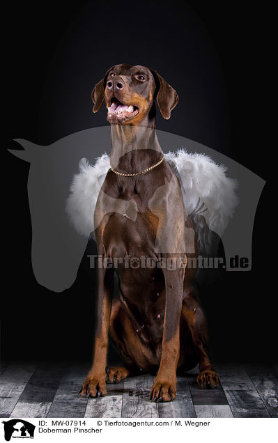 Dobermann / Doberman Pinscher / MW-07914