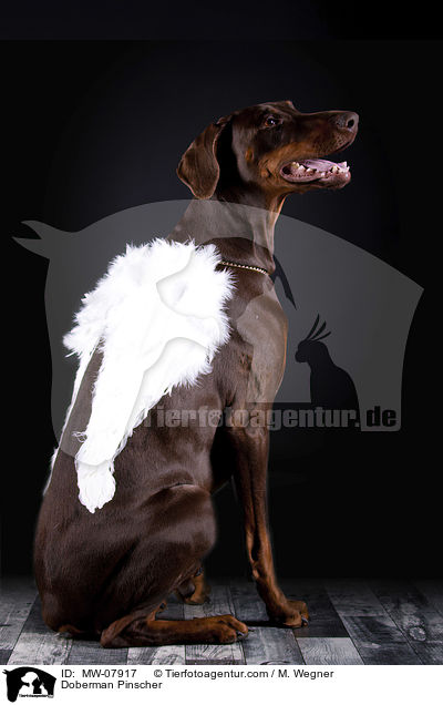 Dobermann / Doberman Pinscher / MW-07917