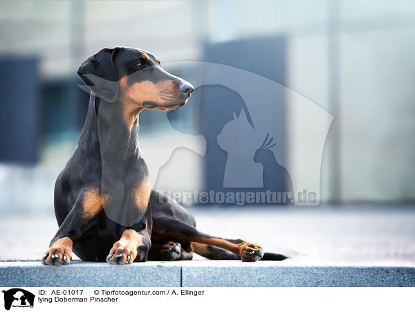 liegender Dobermann / lying Doberman Pinscher / AE-01017