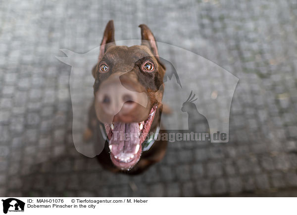 Dobermann in der Stadt / Doberman Pinscher in the city / MAH-01076