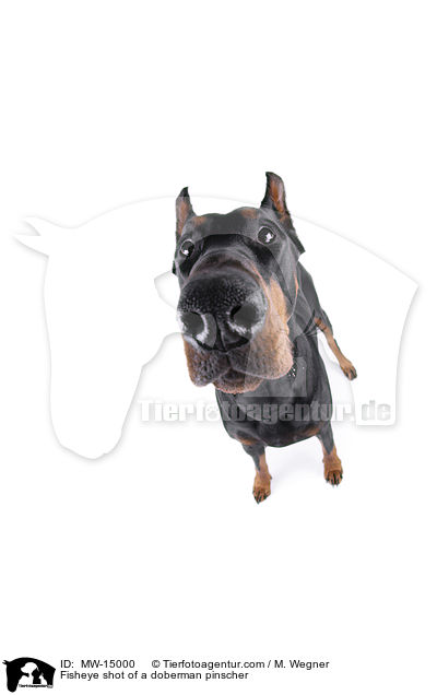 Fisheyeaufnahme eines Dobermannes / Fisheye shot of a doberman pinscher / MW-15000