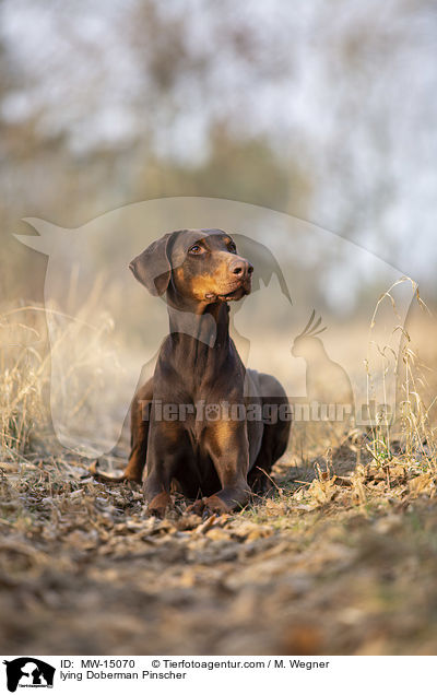 liegender Doberman / lying Doberman Pinscher / MW-15070