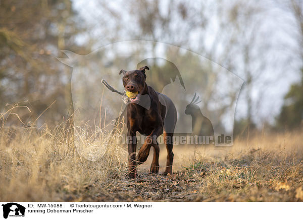 rennender Dobermann / running Doberman Pinscher / MW-15088