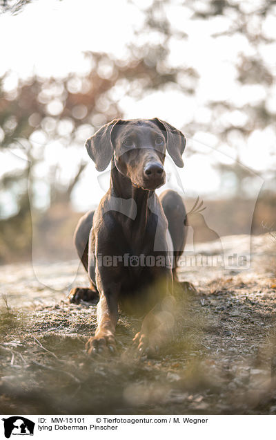 liegender Doberman / lying Doberman Pinscher / MW-15101