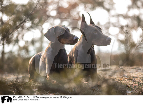 zwei Dobermnner / two Doberman Pinscher / MW-15104