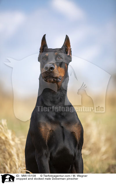 kupierter Dobermann Rde / cropped and docked male Doberman pinscher / MW-15108