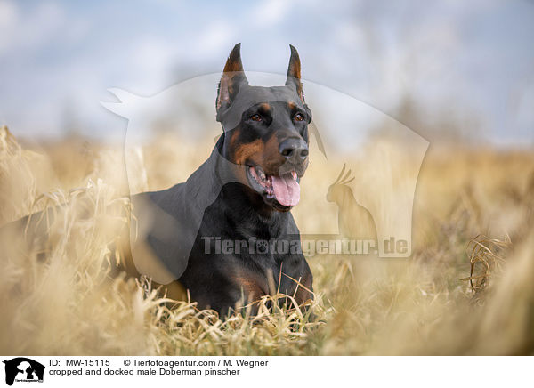 kupierter Dobermann Rde / cropped and docked male Doberman pinscher / MW-15115