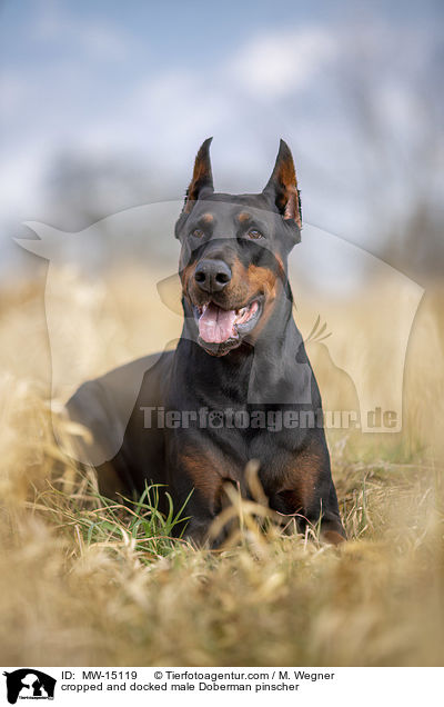 cropped and docked male Doberman pinscher / MW-15119