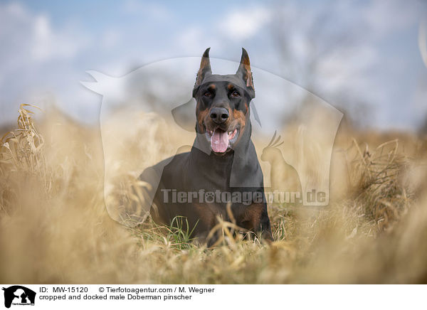 kupierter Dobermann Rde / cropped and docked male Doberman pinscher / MW-15120
