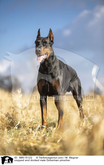 kupierter Dobermann Rde / cropped and docked male Doberman pinscher / MW-15122