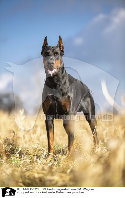 cropped and docked male Doberman pinscher / MW-15123