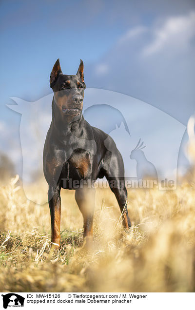 kupierter Dobermann Rde / cropped and docked male Doberman pinscher / MW-15126