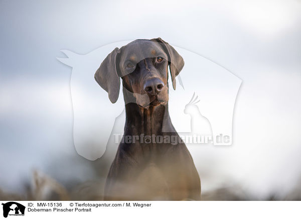 Dobermann Portrait / Doberman Pinscher Portrait / MW-15136