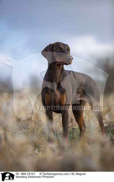 stehender Dobermann / standing Doberman Pinscher / MW-15141