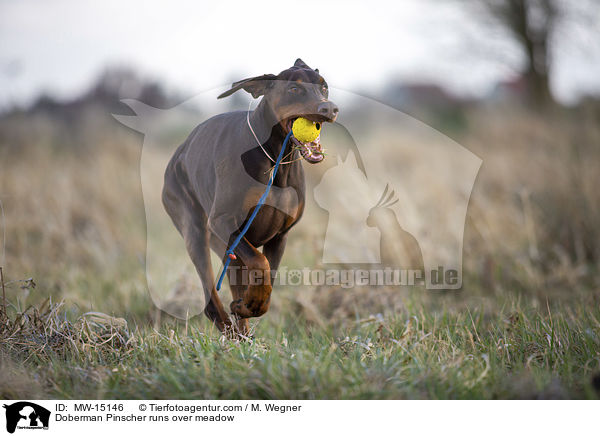 Dobermann rennt ber Wiese / Doberman Pinscher runs over meadow / MW-15146
