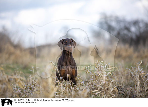 Dobermann / Doberman Pinscher / MW-15147