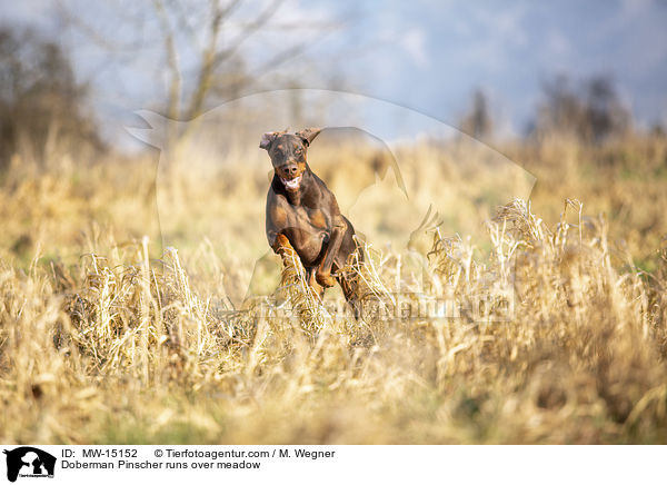 Dobermann rennt ber Wiese / Doberman Pinscher runs over meadow / MW-15152