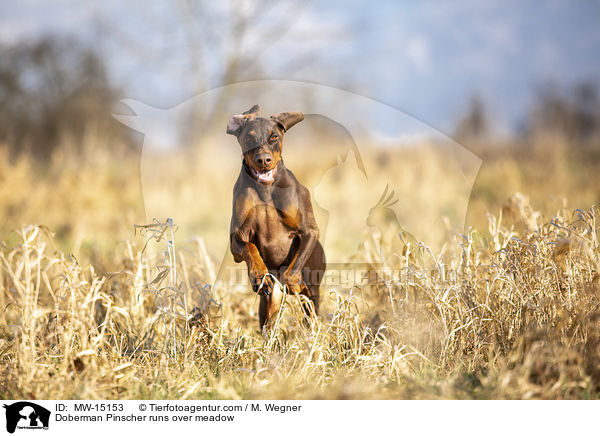 Dobermann rennt ber Wiese / Doberman Pinscher runs over meadow / MW-15153