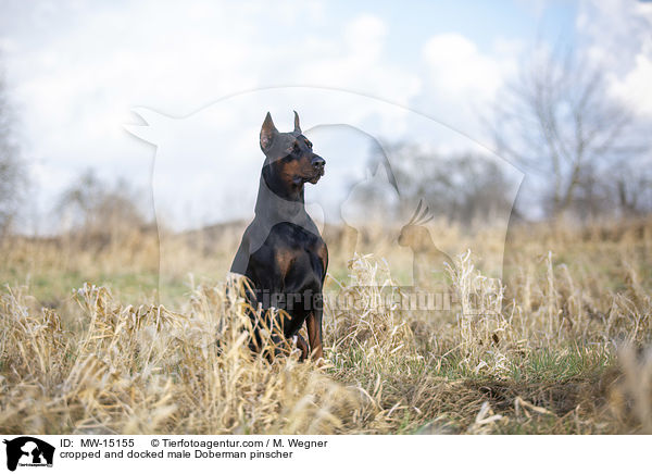 kupierter Dobermann Rde / cropped and docked male Doberman pinscher / MW-15155
