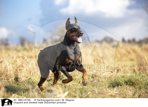 kupierter Dobermann Rde / cropped and docked male Doberman pinscher / MW-15156