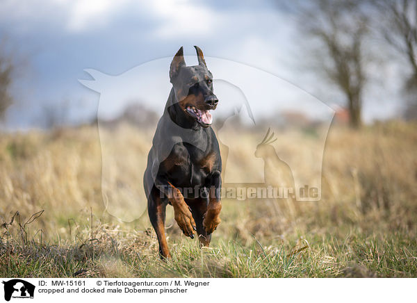 cropped and docked male Doberman pinscher / MW-15161