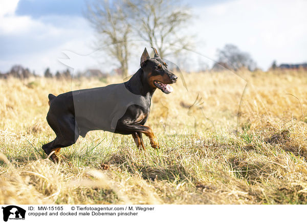 cropped and docked male Doberman pinscher / MW-15165