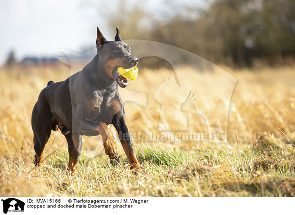 cropped and docked male Doberman pinscher / MW-15166
