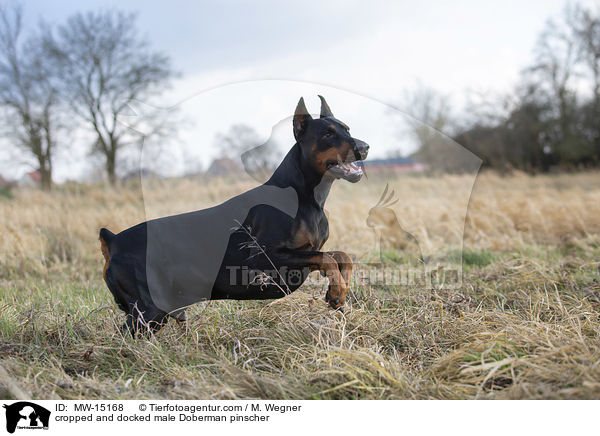 cropped and docked male Doberman pinscher / MW-15168