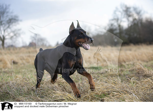 kupierter Dobermann Rde / cropped and docked male Doberman pinscher / MW-15169