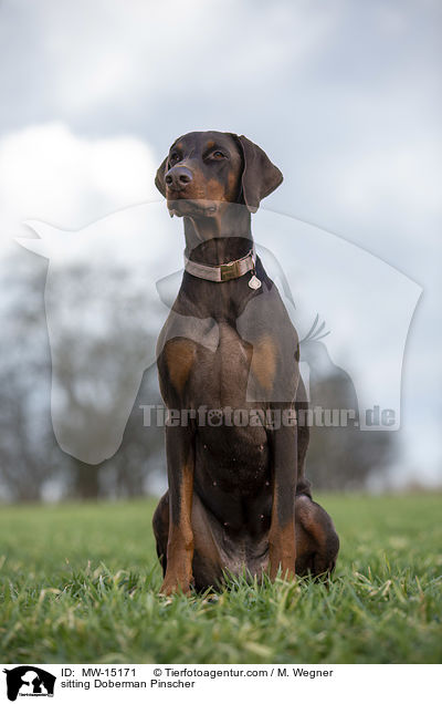 sitzender Dobermann / sitting Doberman Pinscher / MW-15171