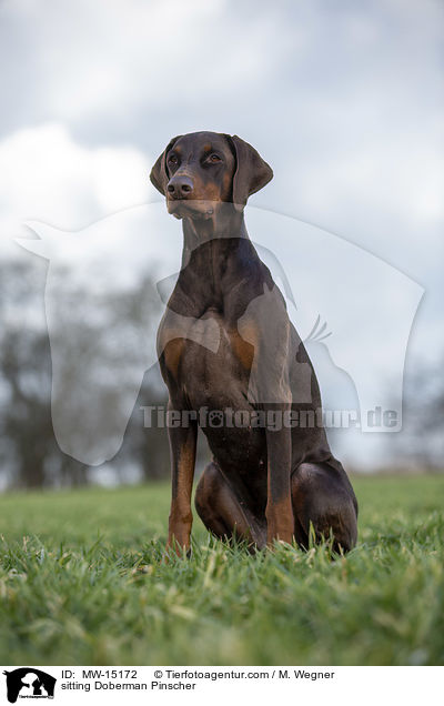 sitzender Dobermann / sitting Doberman Pinscher / MW-15172