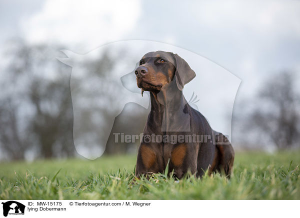 Dobermann liegt im Gras / lying Dobermann / MW-15175