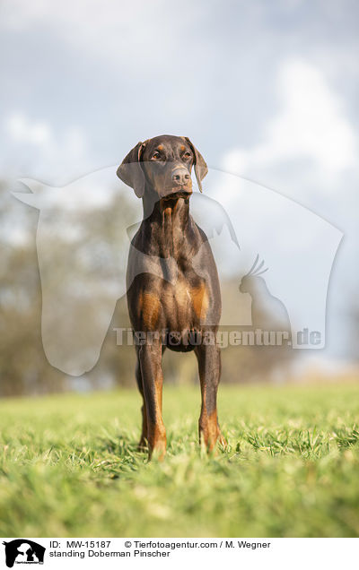 stehender Dobermann / standing Doberman Pinscher / MW-15187