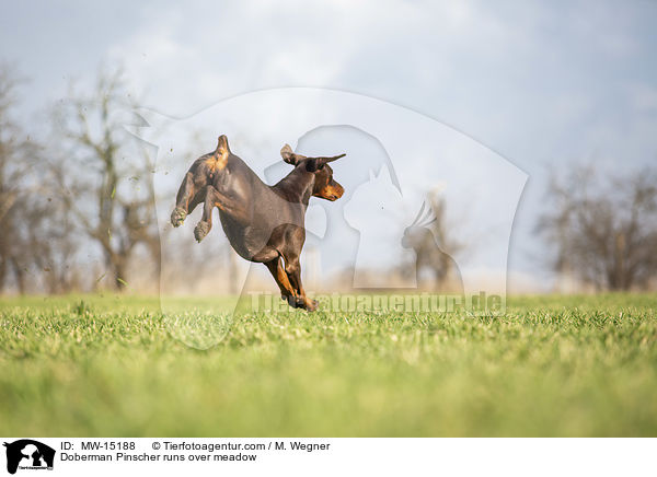 Dobermann rennt ber Wiese / Doberman Pinscher runs over meadow / MW-15188