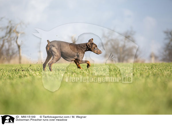 Dobermann rennt ber Wiese / Doberman Pinscher runs over meadow / MW-15189